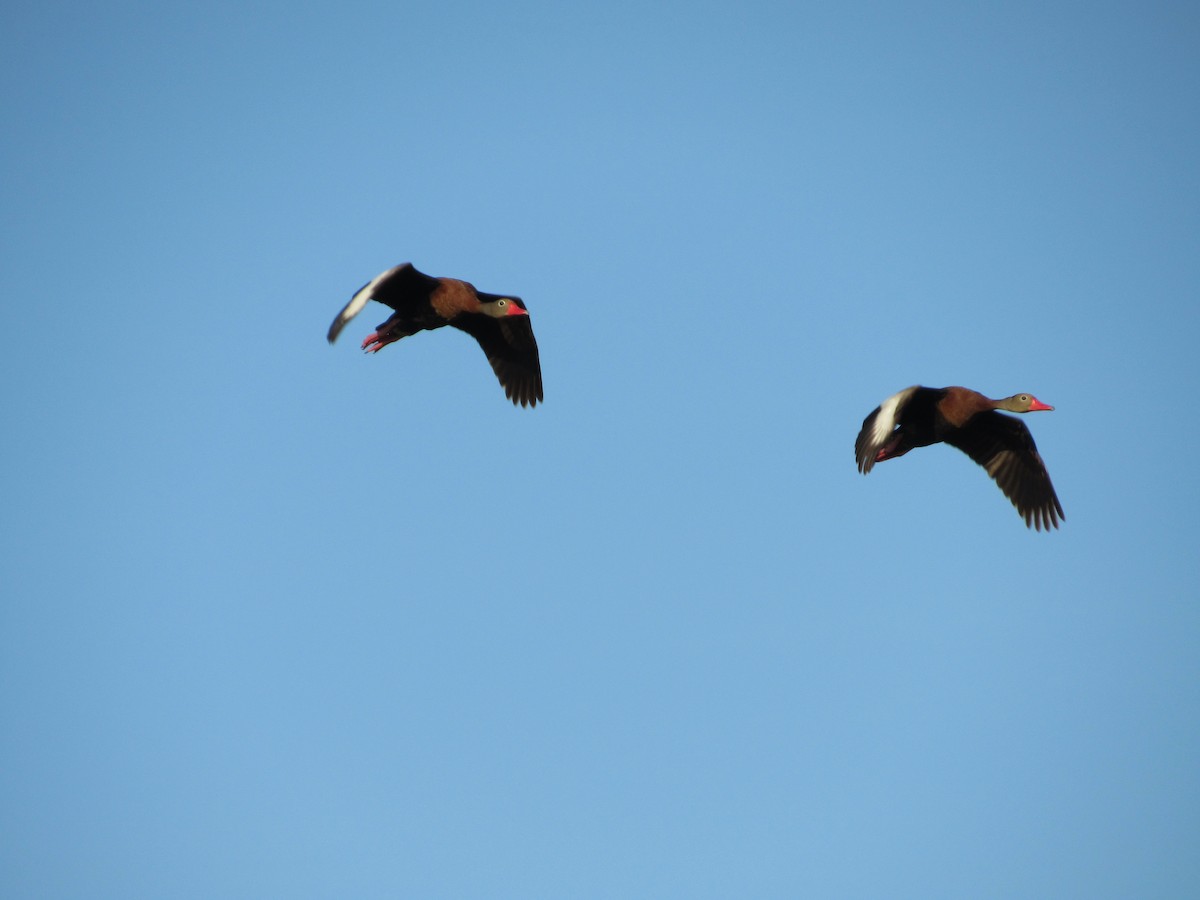 Black-bellied Whistling-Duck - Christian Ramirez