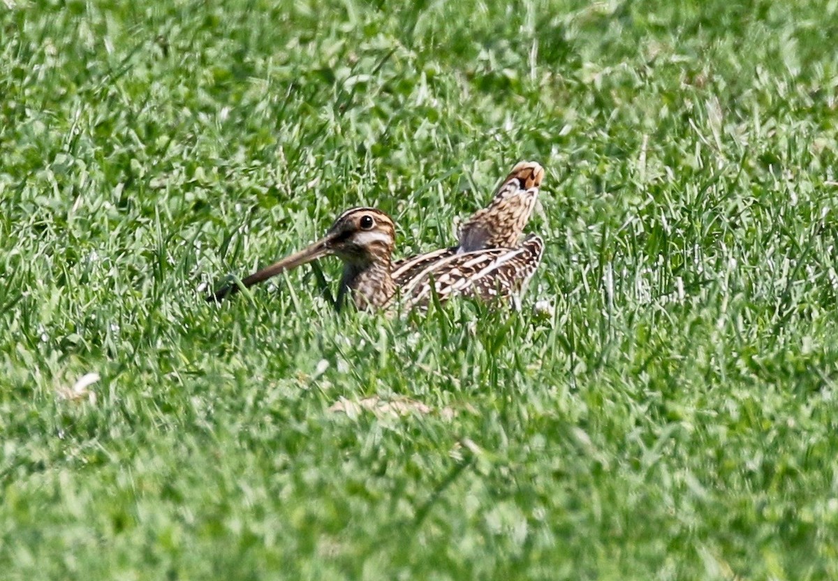 Wilson's Snipe - ML183991731