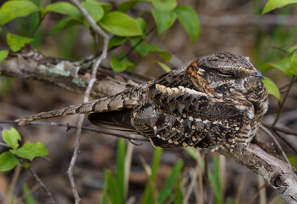 Scissor-tailed Nightjar - ML183992201