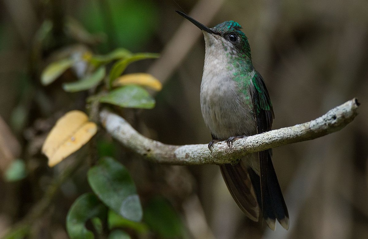 Violet-capped Woodnymph - LUCIANO BERNARDES