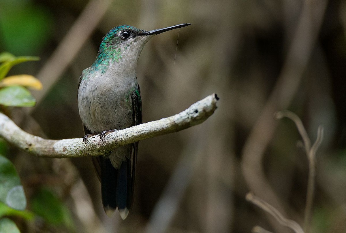 Violet-capped Woodnymph - LUCIANO BERNARDES