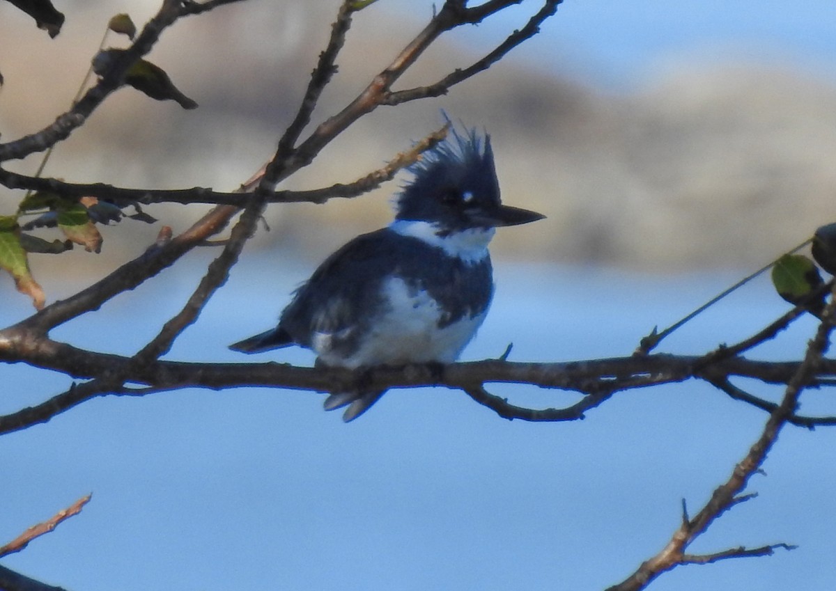 Belted Kingfisher - ML183993811