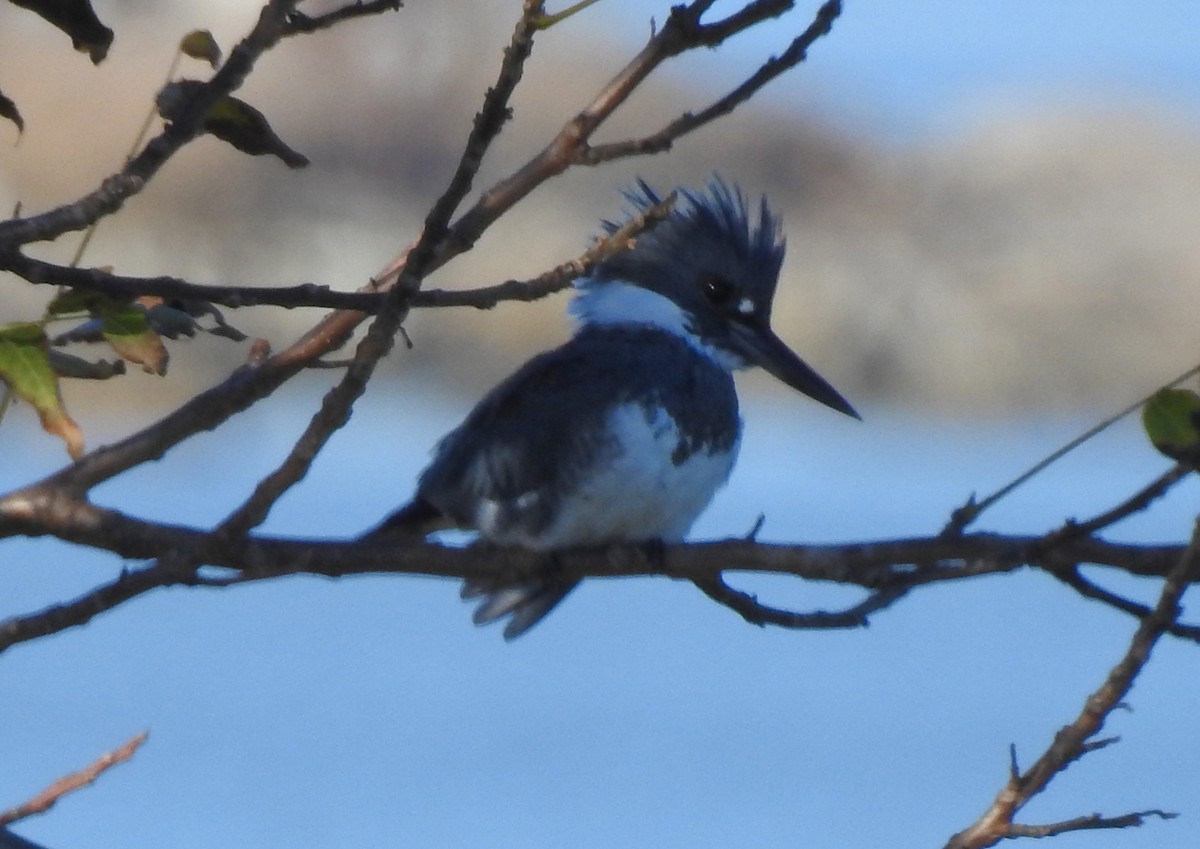 Belted Kingfisher - ML183993821