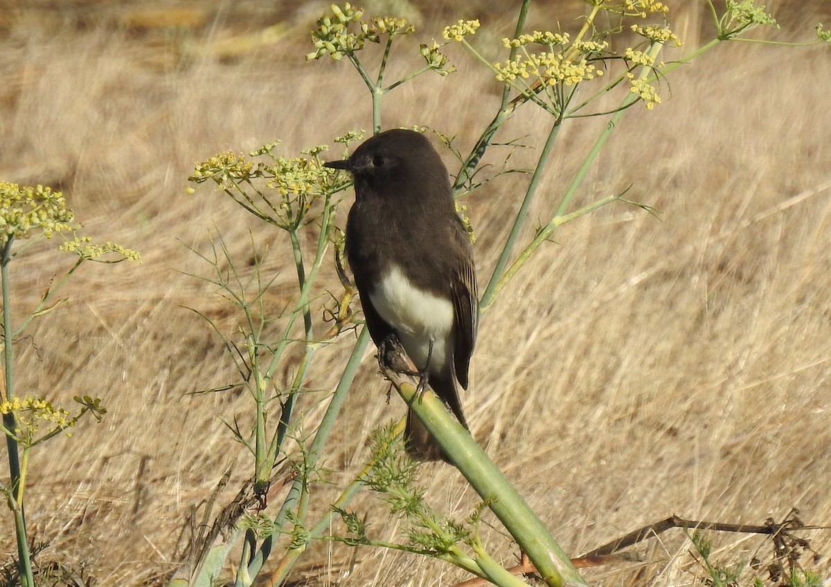 Black Phoebe - ML183993851