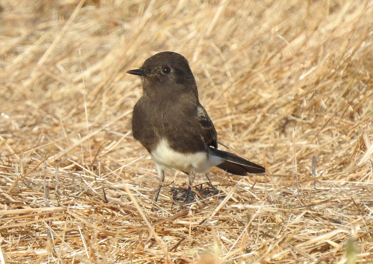 Black Phoebe - ML183993881