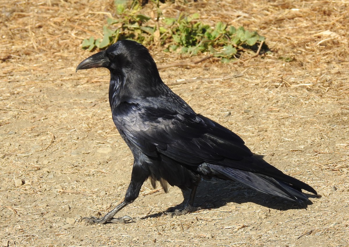 Common Raven - ML183993911