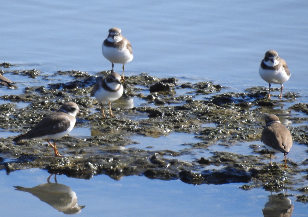 Semipalmated Plover - ML183993961