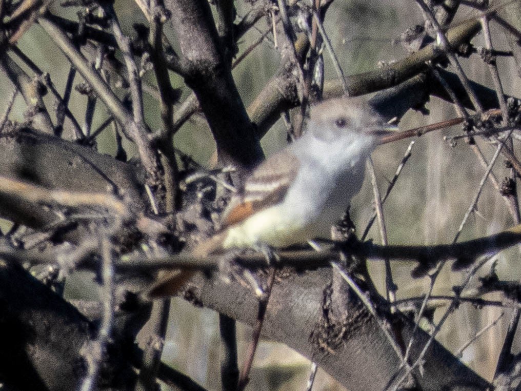 Ash-throated Flycatcher - ML183995671