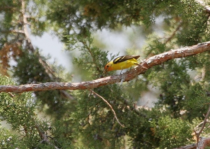 Western Tanager - Bill Hubick