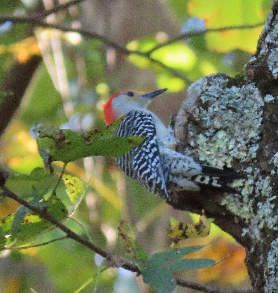 Red-bellied Woodpecker - ML183996991