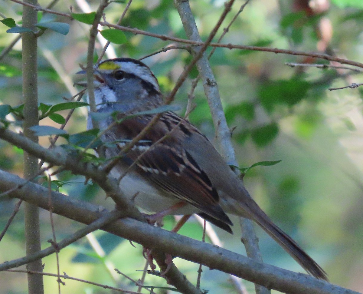 White-throated Sparrow - ML183997101
