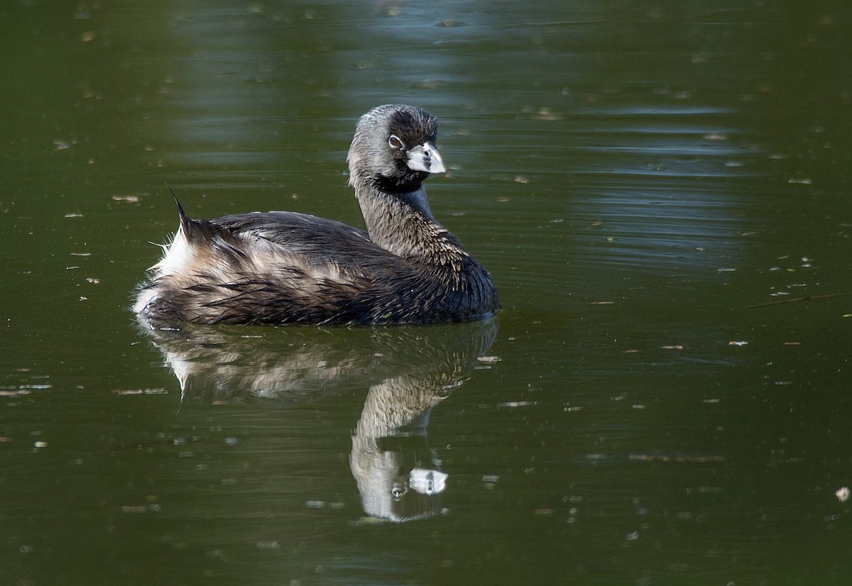 Pied-billed Grebe - LUCIANO BERNARDES