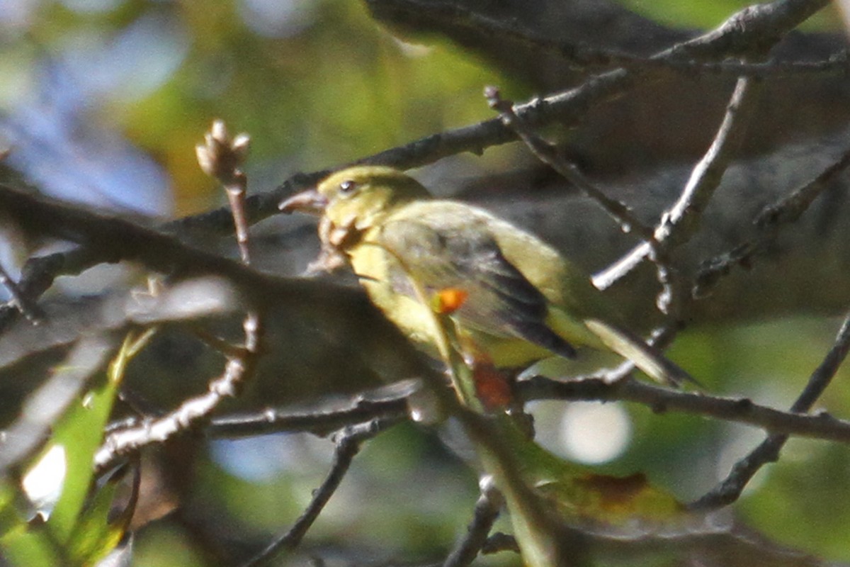 Scarlet Tanager - ML183998701