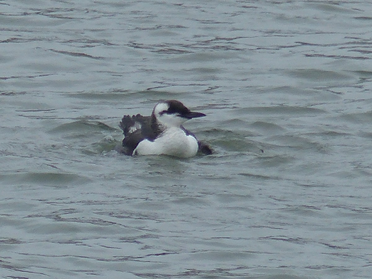 Guillemot marmette - ML183999161