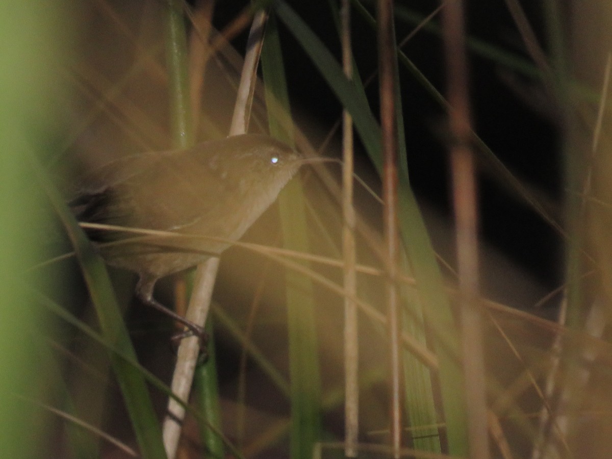 Marsh Wren - ML183999281