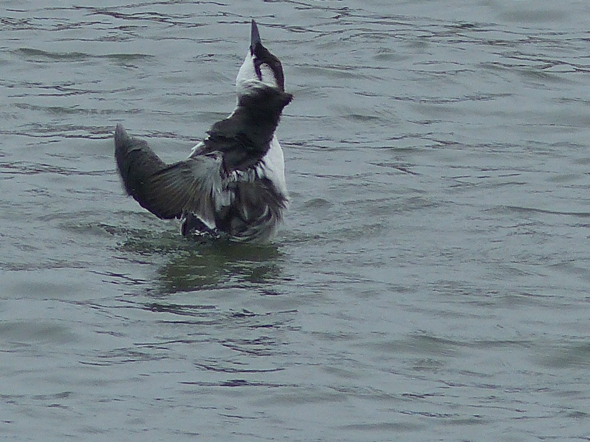 Guillemot marmette - ML183999321