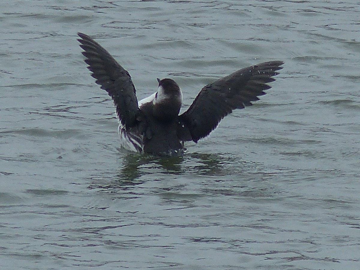 Guillemot marmette - ML183999431