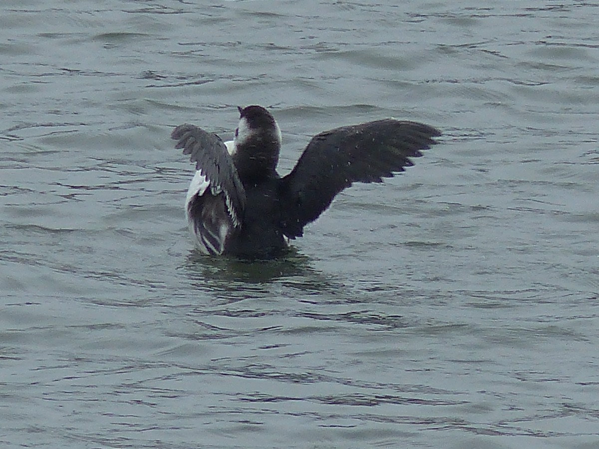 Guillemot marmette - ML183999501