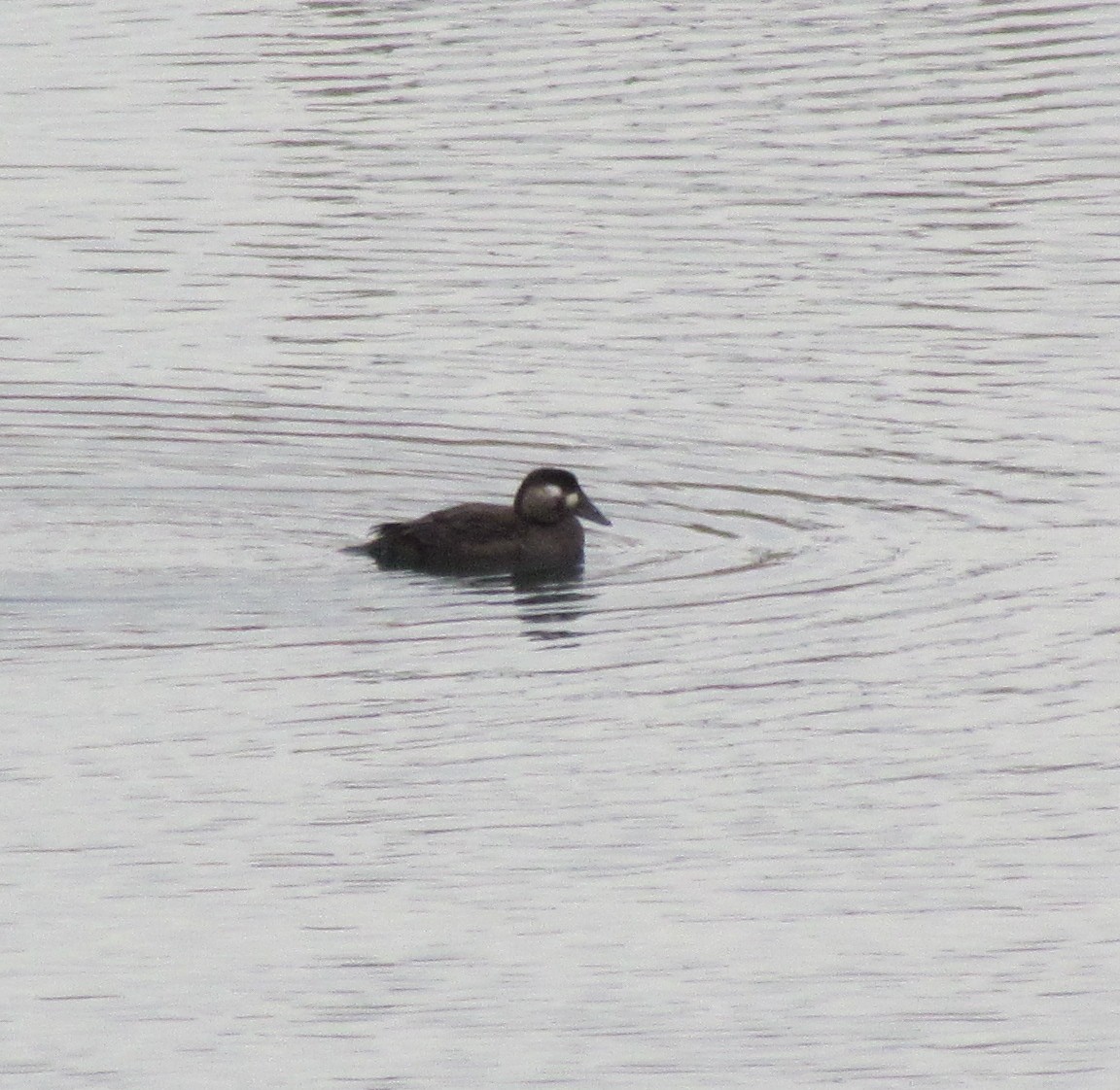 Surf Scoter - ML184000061