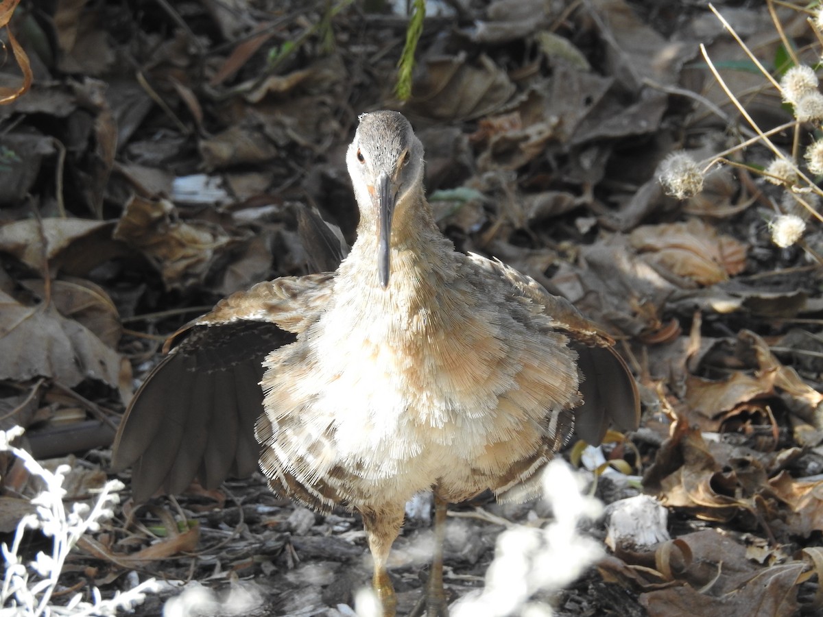 Clapper Rail - Daniel Horton