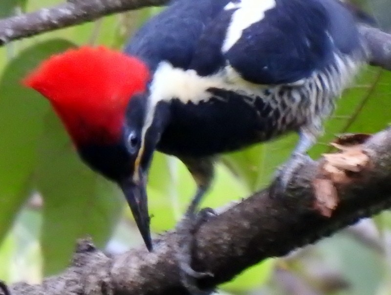 Lineated Woodpecker - ML184001001