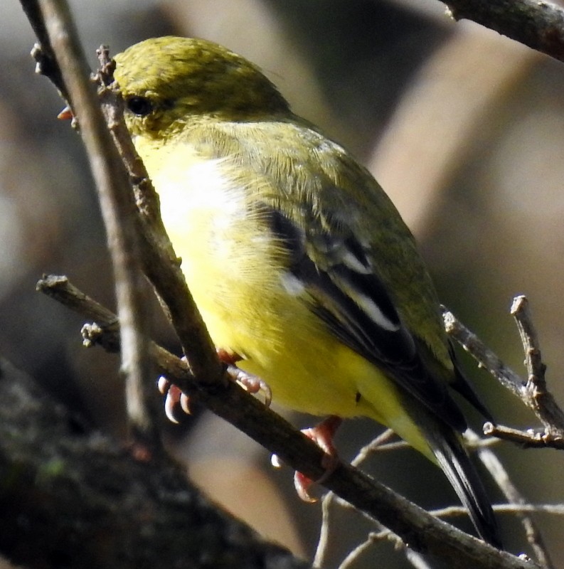 Yellow-winged Vireo - ML184001121