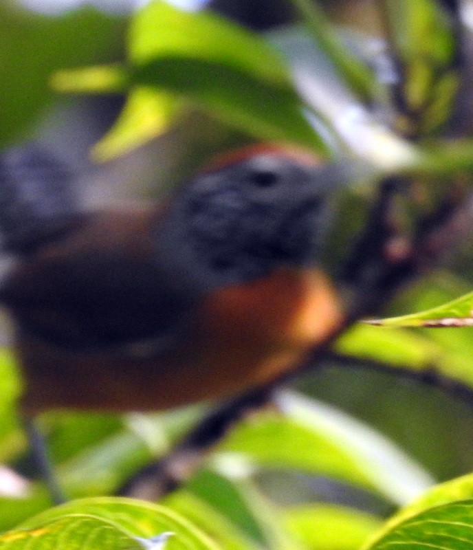 Rufous-breasted Wren - ML184001131
