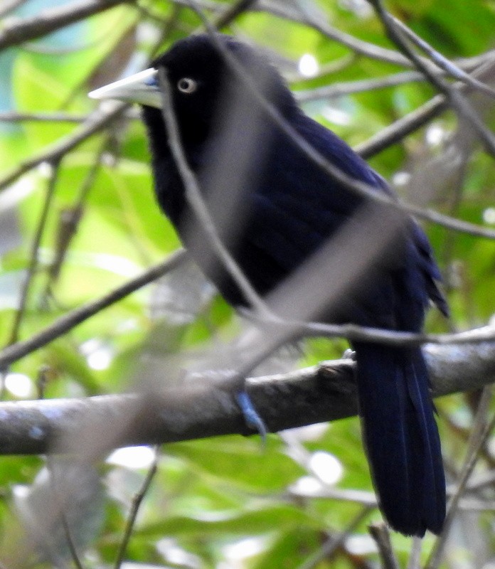 Yellow-billed Cacique - ML184001181