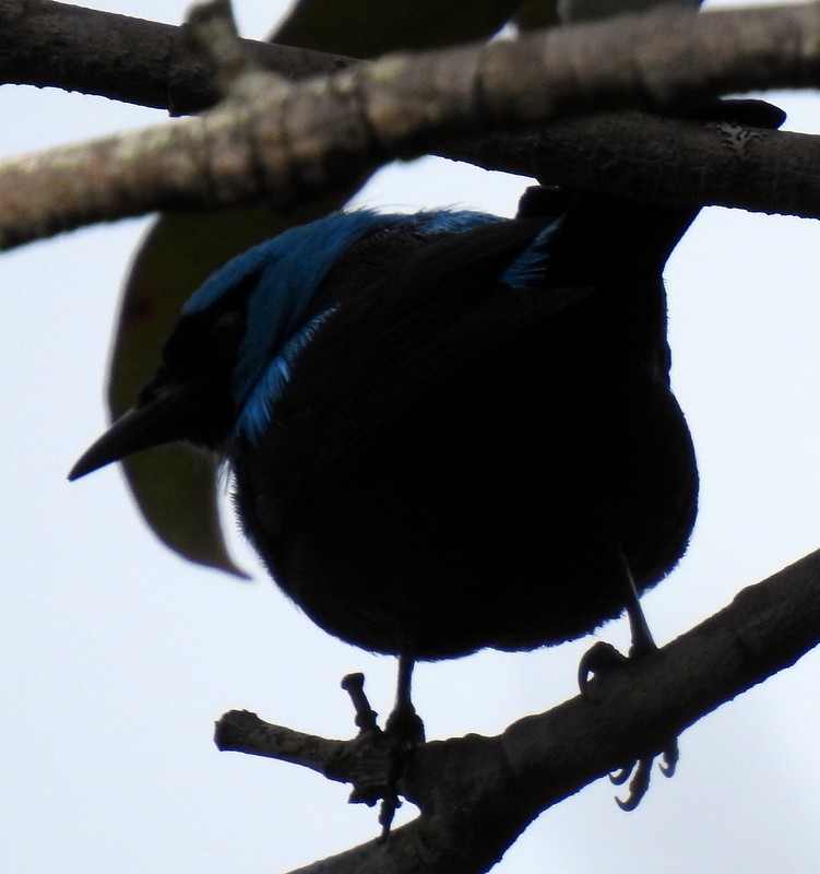 Scarlet-thighed Dacnis - ML184001281