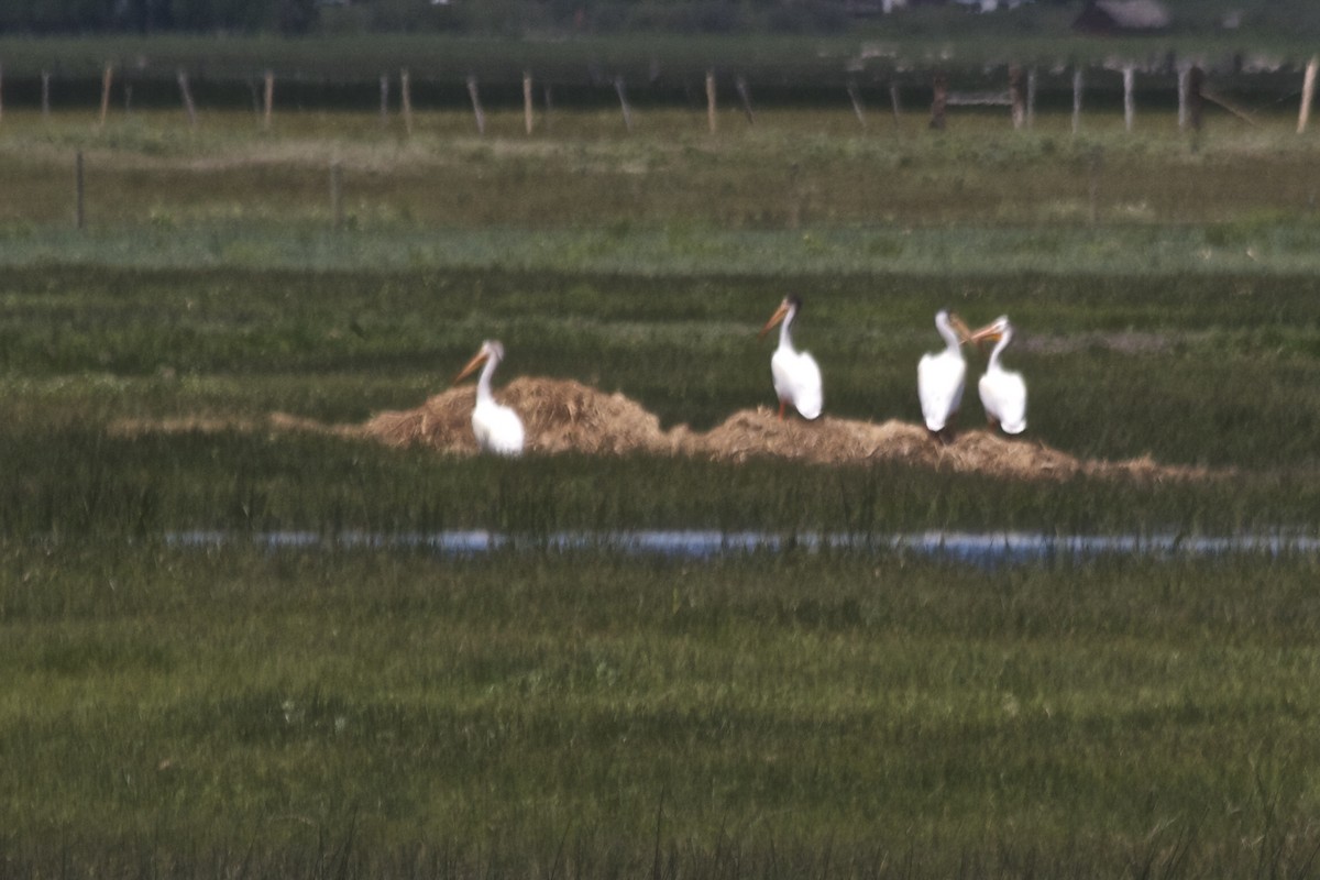 American White Pelican - ML184001371