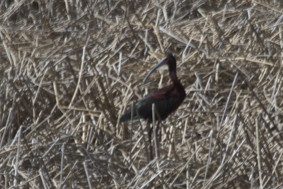 Ibis à face blanche - ML184001441