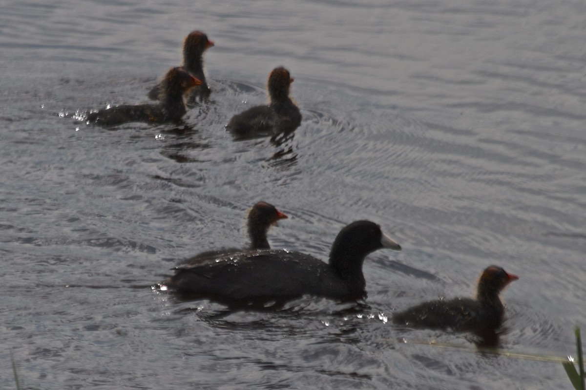 American Coot - ML184001611