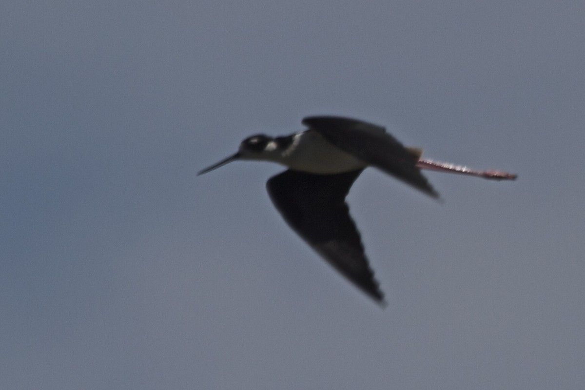 Black-necked Stilt - ML184001731