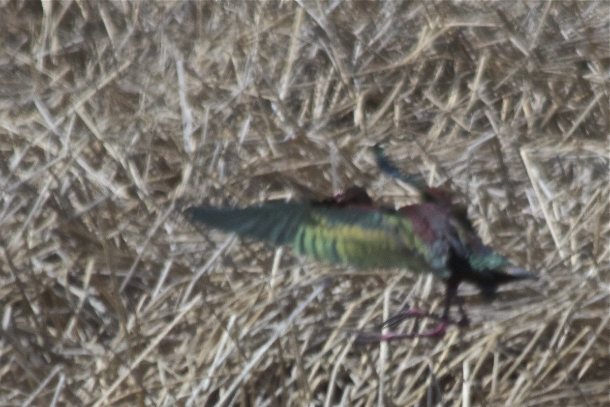 White-faced Ibis - ML184001791