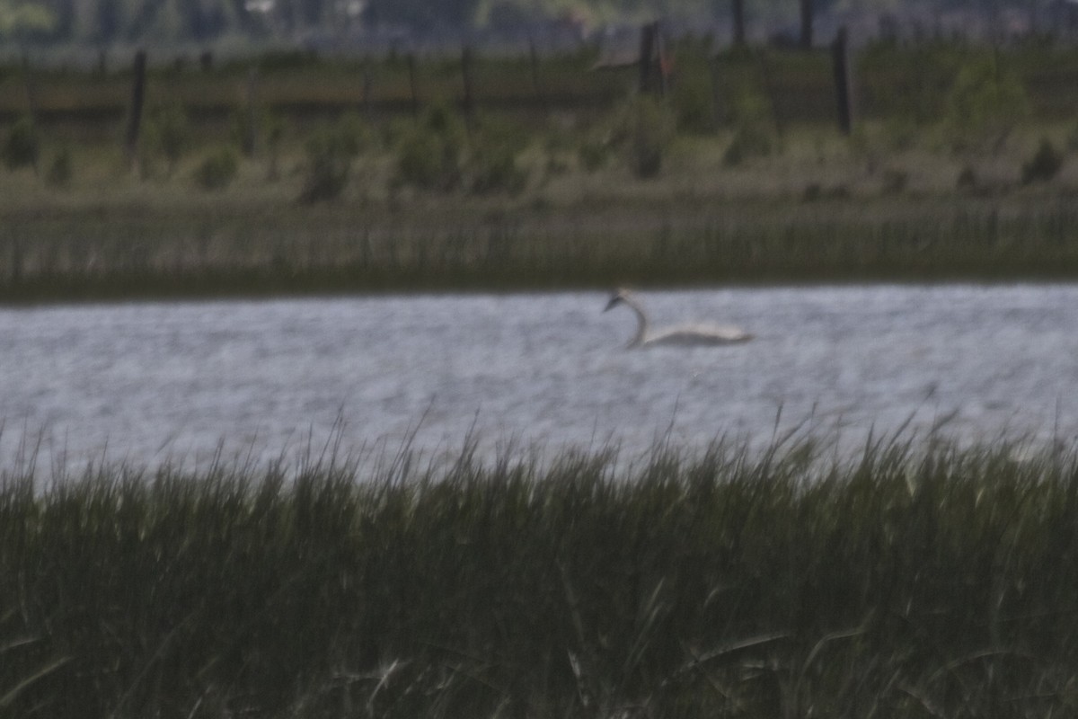 Trumpeter Swan - ML184001811