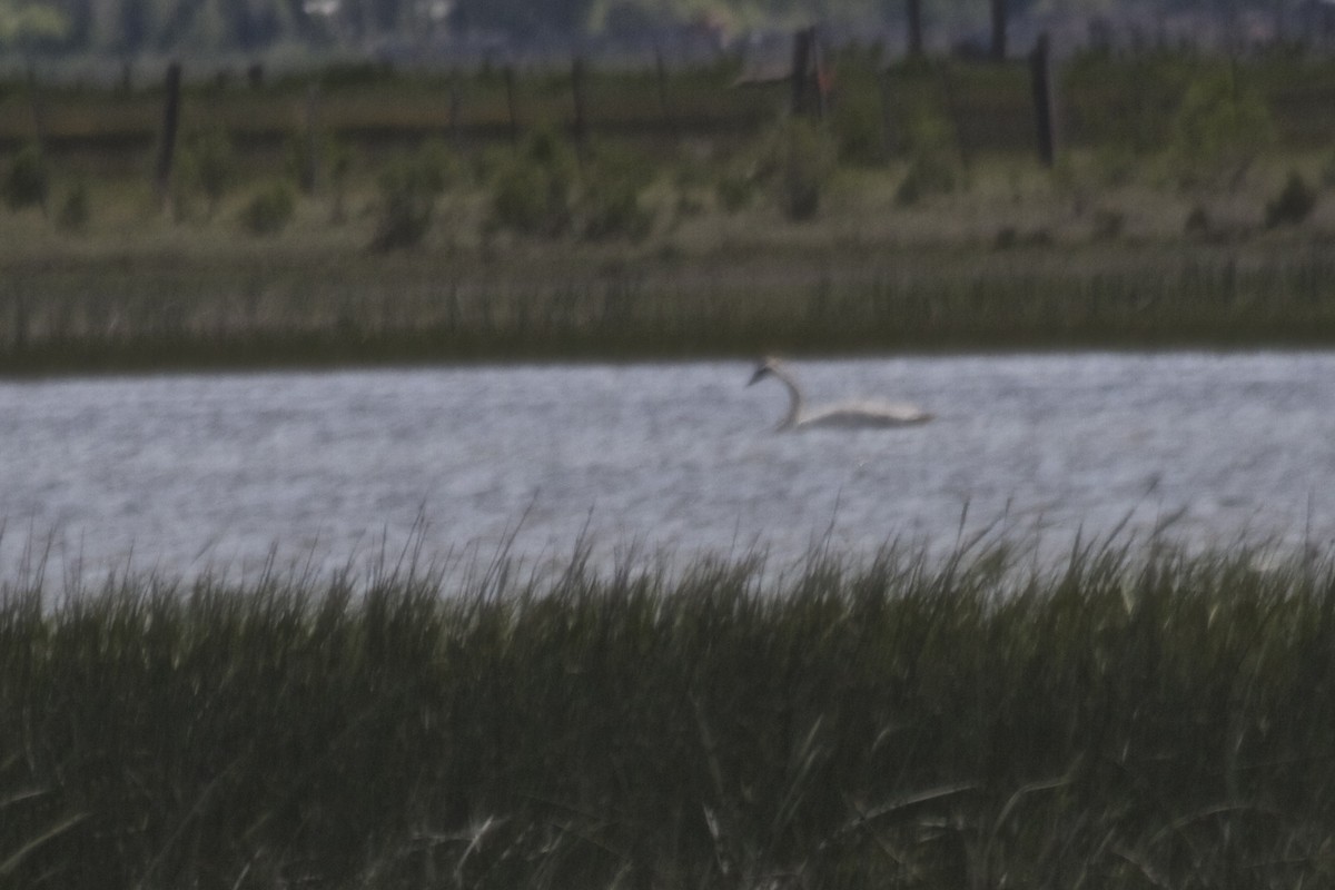 Trumpeter Swan - ML184001811