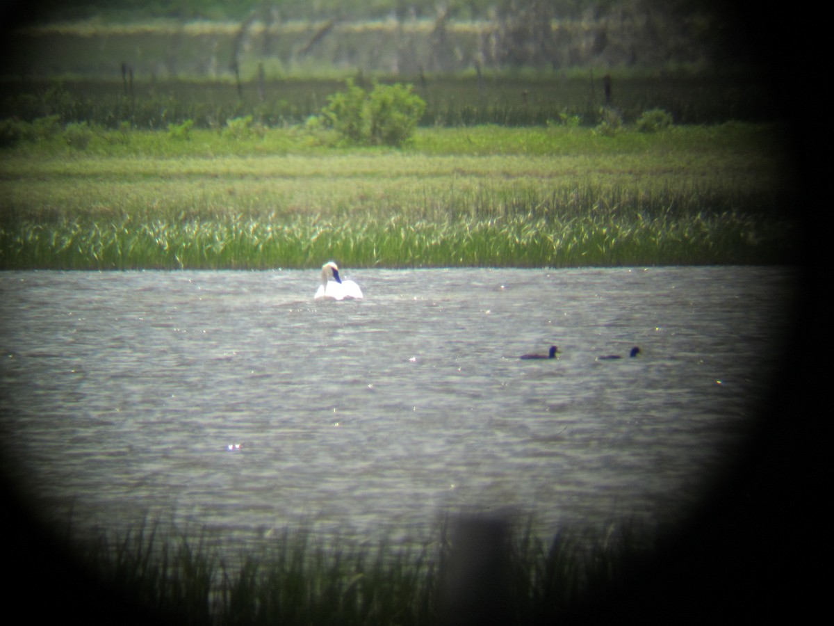 Trumpeter Swan - Tom McIntosh