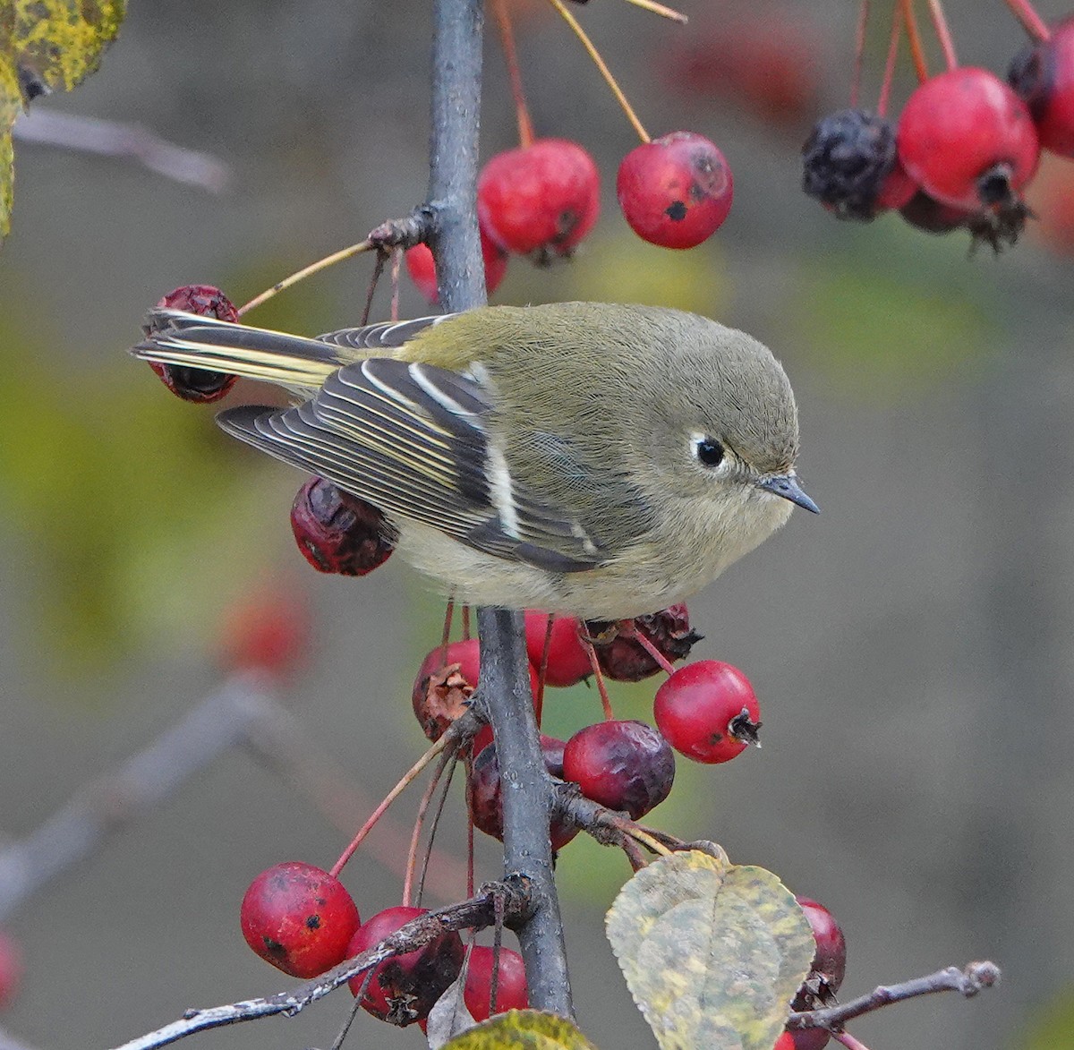 Ruby-crowned Kinglet - ML184001851