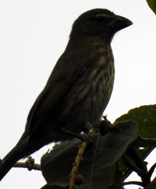 Streaked Saltator - ML184001911