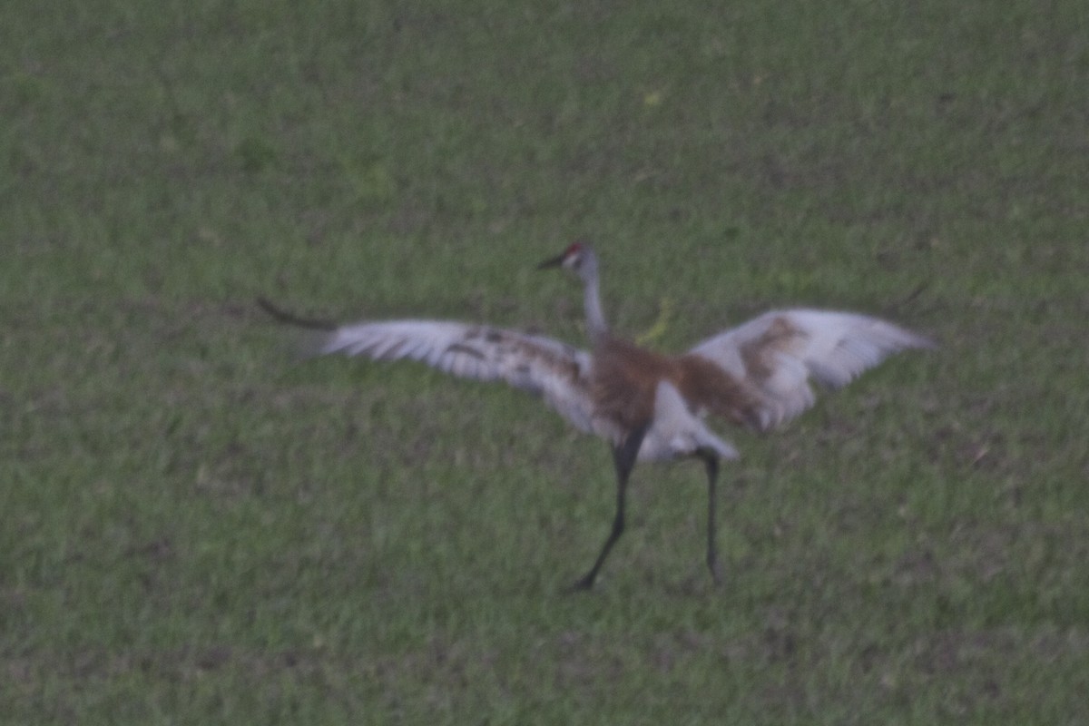 Sandhill Crane - ML184001941