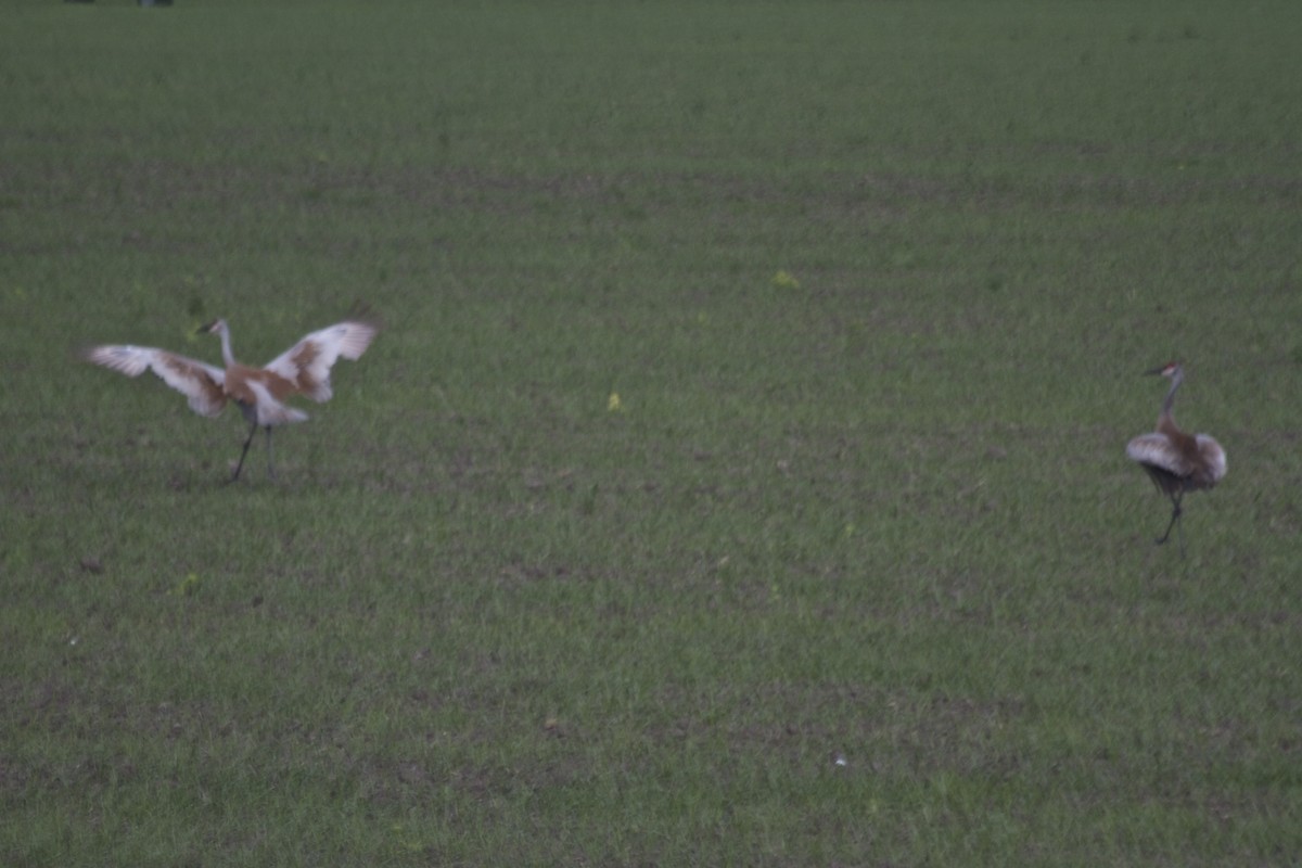 Sandhill Crane - ML184001951