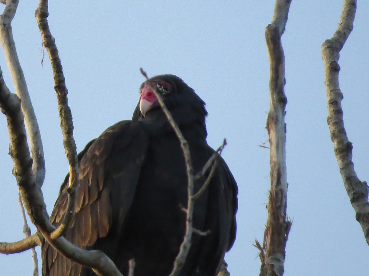 Turkey Vulture - Stan Barrack