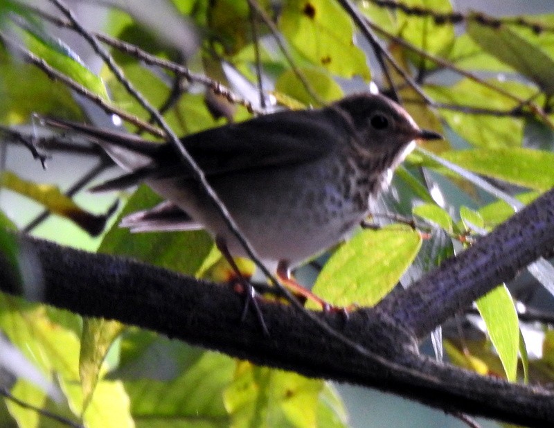 Swainson's Thrush - ML184002111