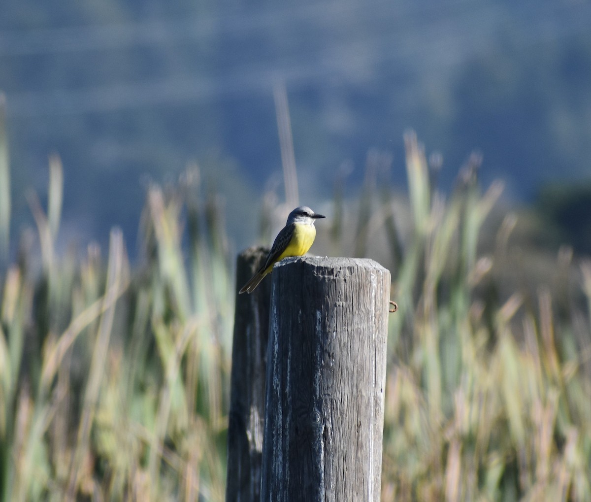 Tropical Kingbird - ML184002421