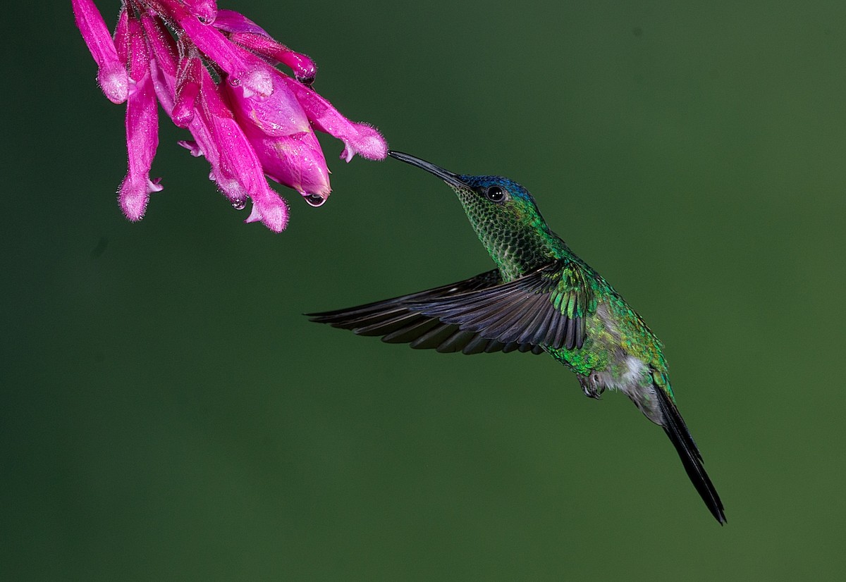 Violet-capped Woodnymph - LUCIANO BERNARDES