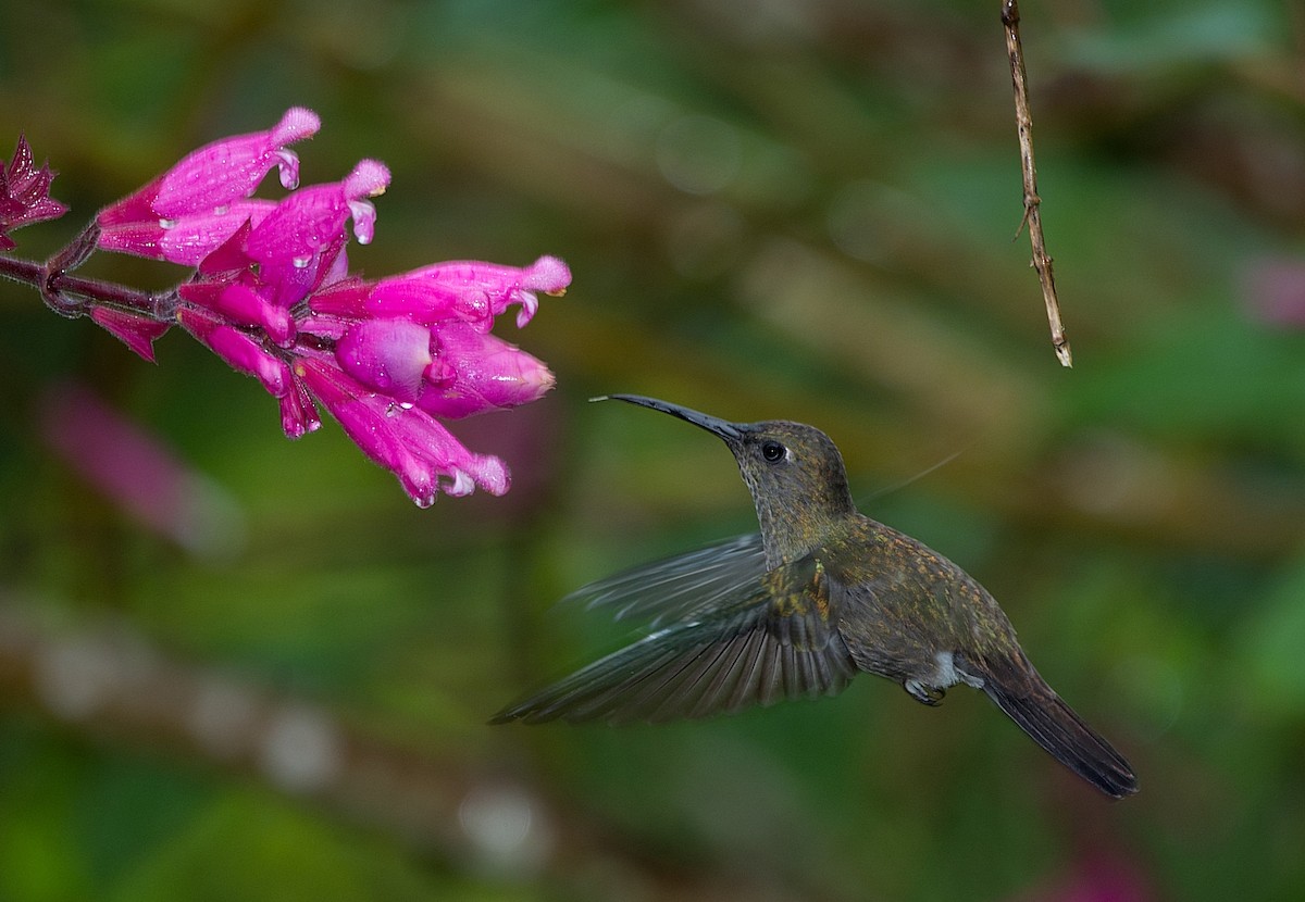 Sombre Hummingbird - ML184003511