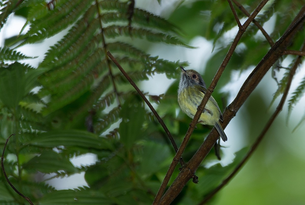 Eared Pygmy-Tyrant - ML184003771