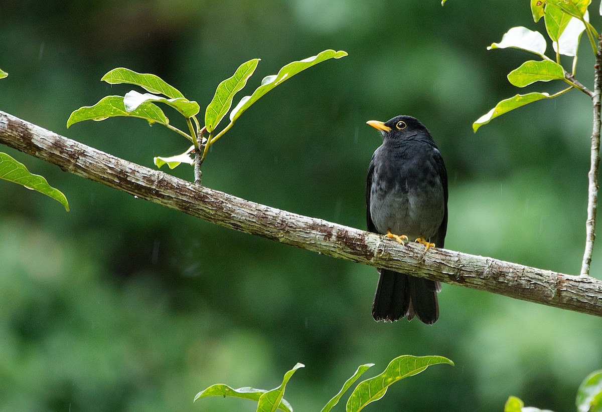 Yellow-legged Thrush - ML184003841