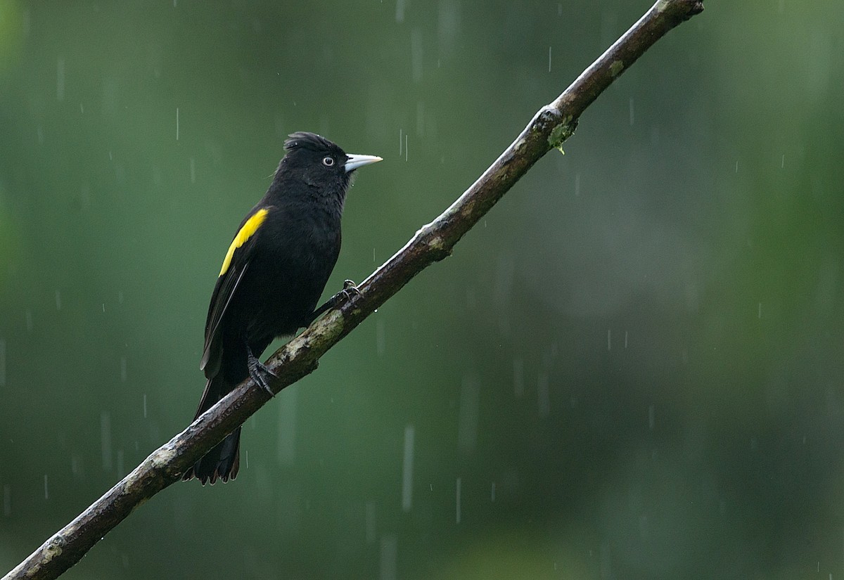 Golden-winged Cacique - ML184003991