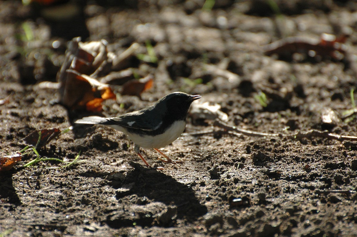 Black-throated Blue Warbler - ML184004621